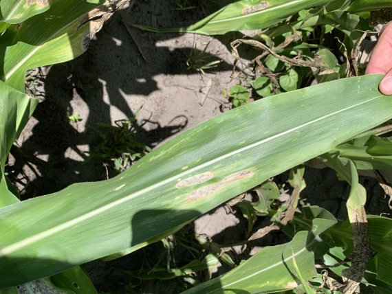 Northern Corn Leaf Blight
